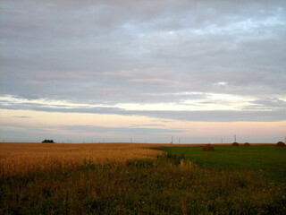 Haystacks on a mown field at the end of the day in the rays of the setting sun. Wheat is ripening nearby. The sky has a purple hue.