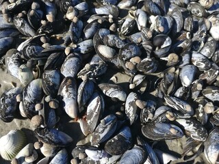 mussels on the beach