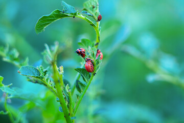 Red larvae of the Colorado potato beetle eat potato leaves