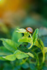 One Colorado potato beetle on a green potato leaf, vertical photo