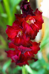 Red gladiolus flower in the home garden, close-up