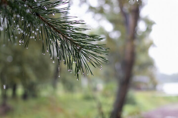 Natural background - raindrops on thin needles of a pine branch