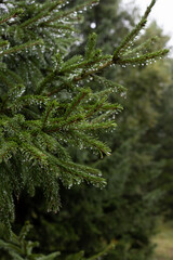 Natural background - raindrops on spruce branches