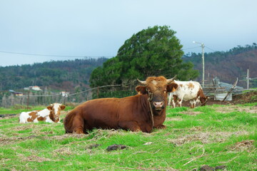 cow in madeira