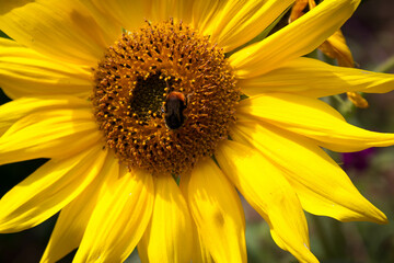 Obraz premium Gelbe Sonnenblume mit Wildbiene, Insekt