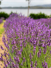 Fototapeta premium Lavender bush on a lavendar farm with lake in the background. Tasmania Australia. No people.