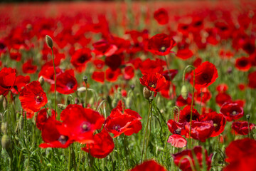 Coquelicot