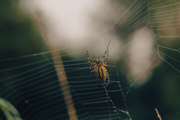 spider on web