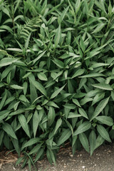 Obraz premium Wild herbs texture - High resolution resource