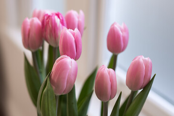 Tulips