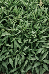 Wild herbs texture - High resolution resource
