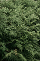 Wild ferns forest in Galicia, Spain