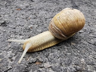 Forest snail after the rain