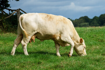 cow in the field