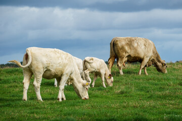 cows in the field © Hans Steen-Kiel