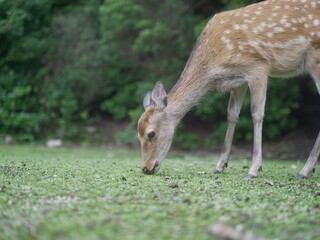 deer in the woods