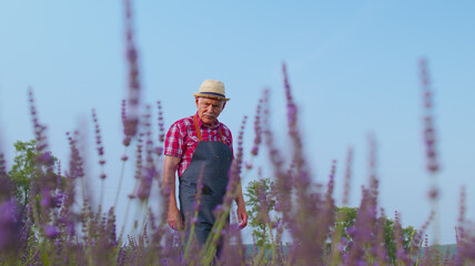 Senior old man grandfather farmer growing lavender plant in herb garden, retirement activities. Lavender farm field, harvesting. Full blooming. Lavender production and oil producer. Farm eco business