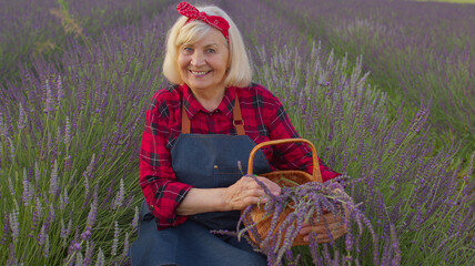 Senior woman grandmother farmer growing lavender plant in herb garden, retirement activities. Lavender farm field, harvesting. Full blooming. Lavender production and oil producer. Farm eco business