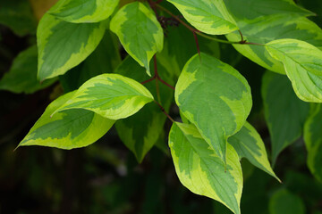 Fototapeta na wymiar Siberian dogwood variegated leaves