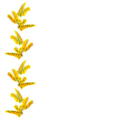 Sprig of yellow flowers mimosa floral ornament on a white background. Seamless pattern for textiles and wrapping paper. The element is repeated in even rows. Place for your text.