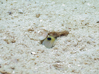 Yellowhead jawfish lurking in its burrow in a sand (Grand Cayman, Cayman Islands)