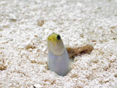 Yellowhead jawfish lurking in its burrow in a sand (Grand Cayman, Cayman Islands)
