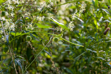 Green various grasses grow on the lawn