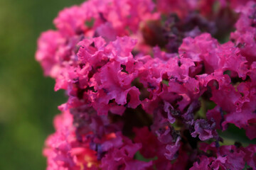 close up of pink flower