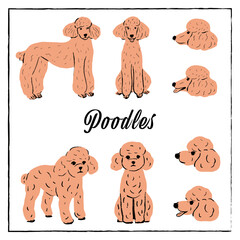 poodles02