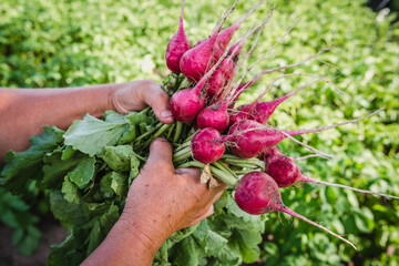 Harvesting radish in the garden. Farmer with freshly harvested vegetables, organic farming concept.