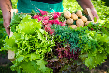 Farmer with vegetables in the basket. Freshly harvested produce in the garden - farm fresh...