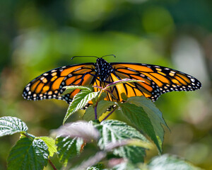 Butterfly Stock Photo and Image.