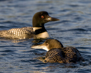 Common Loon Stock Photo. Common Loon and young loon close-up profile view swimming in ripple water in their environment and habitat. Loon Picture. Portrait. Image.