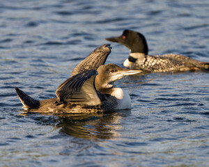Common Loon Stock Photo. Common Loon  young bird with spread wings in its wetland environment  with blur ripple blue water background and parent loon. Flapping Wings. Wing Span.  Loon Image.
