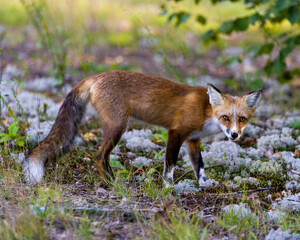 Red Fox Stock Photo and Image. Fox Picture. Side view looking at camera with a blur foliage background with its summer fur coat in its environment and habitat surrounding.