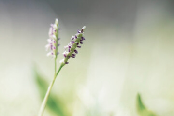 Green grass' tiny flowers in macro image. 