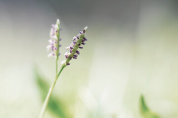 Naklejka na ściany i meble Green grass' tiny flowers in macro image. 
