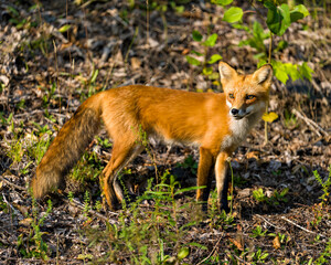 Red Fox Stock Photo and Image. Basking in the last rays of the setting evening sun in its environment and habitat surrounding with a foliage background. Fox Picture.