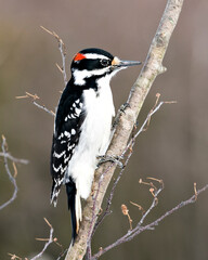 Woodpecker Stock Photos.  Close-up profile view perched on a tree branch with blur background in its environment and habitat. Image. Picture. Portrait.