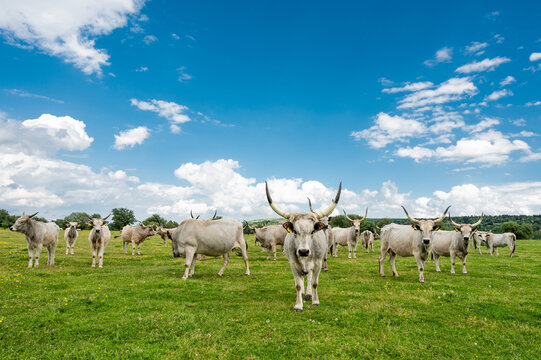 Herd of podolian bulls and cows  with big horns on the pasture with beautiful landscape in the background.