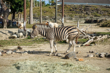 Fototapeta na wymiar zebra at Zoo, Adventure World in Wakayama prefecture, Japan.