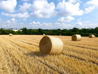 bales of straw on a wheat field against the sky with white clouds on a sunny summer day