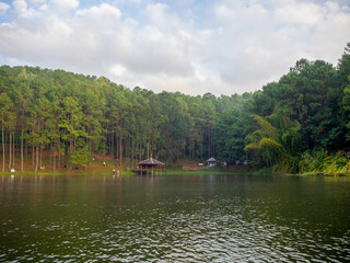 the beautiful pine in a reservoir in the higher mountain, Pang Oung, Mae hong son, Thailand.