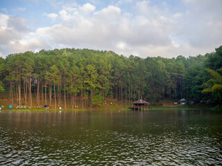 the beautiful pine in a reservoir in the higher mountain, Pang Oung, Mae hong son, Thailand.