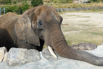 Fototapeta premium elephant at Zoo, Adventure World in Wakayama prefecture, Japan.
