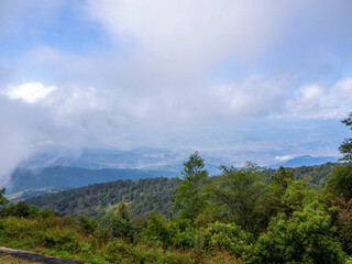 Fototapeta na wymiar The big white foggy and .pine at the big mountain, Doi Inthanon Chiang Mai, Thailand.