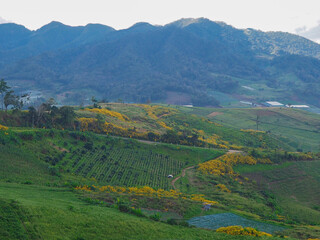 Obraz premium The Tree Marigold field and agriculture in the higher mountain, Mae hong son, Thailand.