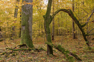 Fototapeta premium Hornbeam trees and broken spruce lying behind