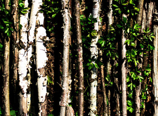 Background of Birch Trunks with Leaves