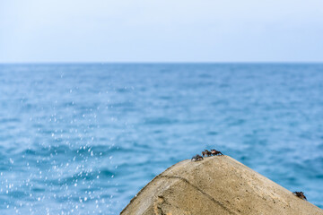 Fototapeta na wymiar Sea crabs on the seashore with defocused wave